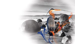 Golden and black great blue heron on a black and white boulder beach