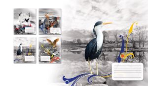 Dark blue and white pied heron on a black and white rocks spring lake