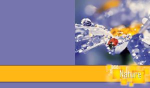 Macro Nature | Capturing Insects Amid Dewy Flora