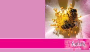 Bee collecting pollen from the light pink flower with yellow pistil