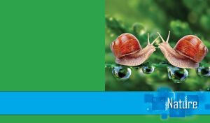 Pair of snails meet on the blade of a green grass covered with dew