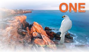 A grey goshawk sitting on a red rocky shore against the sky blue sea