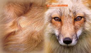 Predator | Full-Page Wild Animal Close-Up Portraits