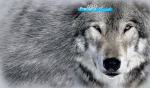 A portrait of a gray wolf with gray eyes and black nose on a gray fur texture