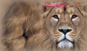 A portrait of a wild lion with brown eyes and black nose on a beige fur texture