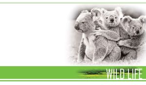 Wildlife | Black & White Close-Ups of Tender Moments with Footers | on White