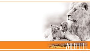 Three black and white lions laying on a rock against a white vignette