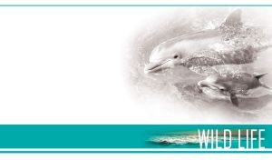 Pair of black and white dolphin swimming in the water against a white vignette