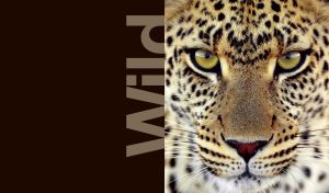 A closeup portrait of a wild leopard on dark brown