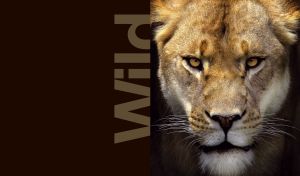 A closeup portrait of a wild lioness on dark brown