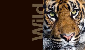 A closeup portrait of a wild tiger on dark brown