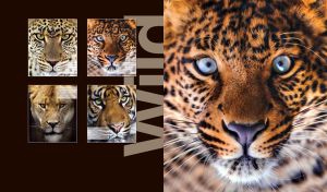 A closeup portrait of an amur leopard on dark brown