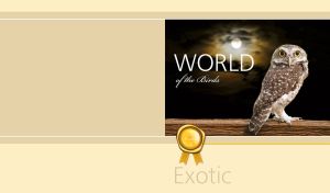 World of Birds | Exotic Avian Creatures on Beige Yellow