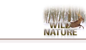 Wild Nature | Animals in White Vignettes