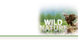 Red-tailed hawk on a branch with spread wings on a white vignette backdrop