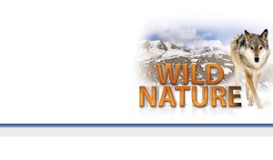 Iberian wolf in the snow-covered rocky mountains on a white vignette backdrop