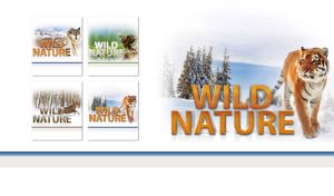 Siberian tiger in a snow-covered coniferous forest on a white vignette backdrop