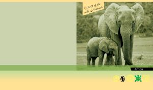 Green monochrome image of a baby elephant and its mother on a green backdrop