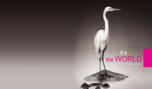 It's the World of the Animals | Wildlife on Monochromatic Gradients