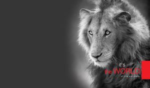 An old lion with a hazy look on a black-and-white gradient