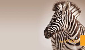 A zebra with a mohican hair on a beige gradient