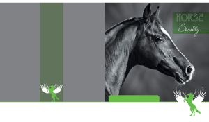 Beautiful black and white portrait of a black arabian horse on a gray background