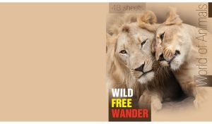 Couple of wild lions in love on a tan monochrome backdrop