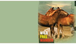 A pair of wild horses embrace their necks on a pastel green monochrome backdrop