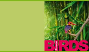 Tropical bird oriental dwarf kingfisher among the green bamboos