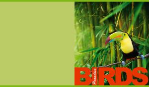 Tropical bird keel-billed toucan among the green bamboos