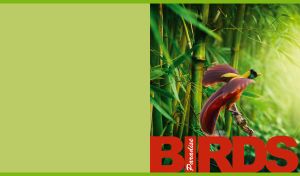 Tropical red bird-of-paradise among the green bamboos