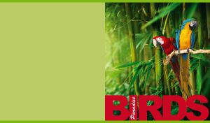 A tropical scarlet macaw and a blue-and-yellow macaw among the green bamboos