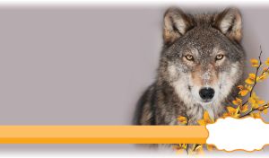 Fluffy wild woolf against pastel gray background with an autumn twig