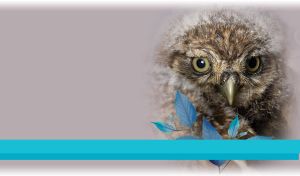 Fluffy little owl against pastel gray background with winter leaves