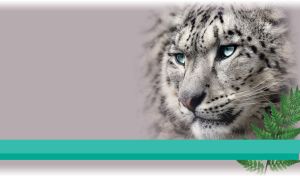 Fluffy snow leopard against pastel gray background with green fern