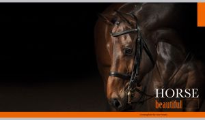 Beautiful Horse | Stunning Portraits on Black