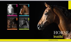 Beautiful head profile of a light brown horse on black