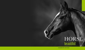 Beautiful head profile of a black and white horse on black