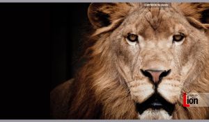 Gorgeous lion portrait on a black background
