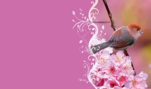 Vinous-throated parrotbill and sakura on a pink-purple backdrop with floral decor