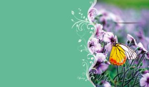 Indian Jezebel butterfly and violet flowers on a light green backdrop with floral decor