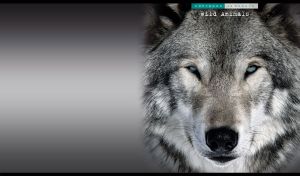 Grey wolf muzzle portrait with grey-blue predator eyes on pastel black