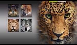 Amur leopard muzzle portrait with green predator eyes on pastel black