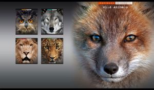 Red fox muzzle portrait with brown predator eyes on pastel black