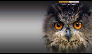 Eurasian eagle-owl portrait with orange predator eyes on pastel black