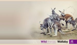 Wild wallabies on a pastel beige-grey background with an outline map of Africa