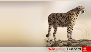 Wild cheetah on a pastel beige-grey background with an outline map of Africa