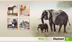 Wild elephants on a pastel beige-grey background with an outline map of Africa