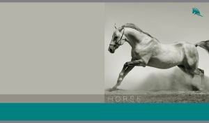 Majestic Stallions | Stunning Horse Portraits in Black & White