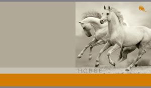 Monochromatic shot of a pair of white horses on a light gray and orange backdrop